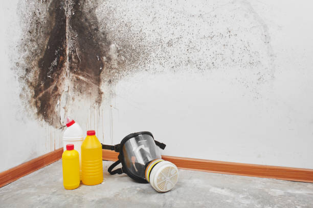 Best Residential Mold Remediation in Kemmerer, WY