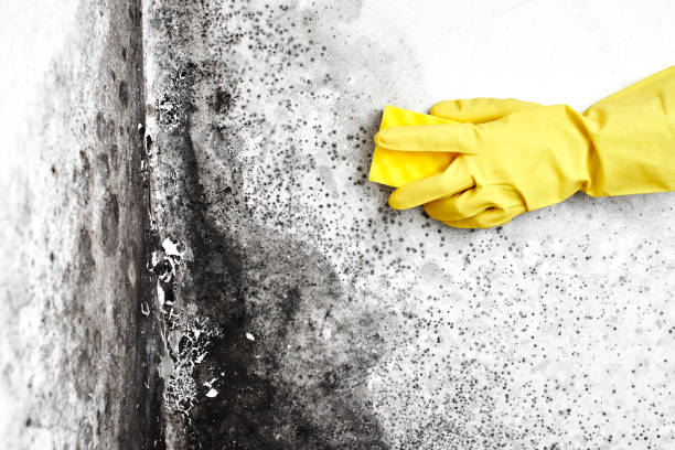 Best Commercial Mold Remediation in Kemmerer, WY
