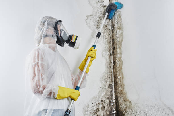 Best Emergency Mold Remediation in Kemmerer, WY
