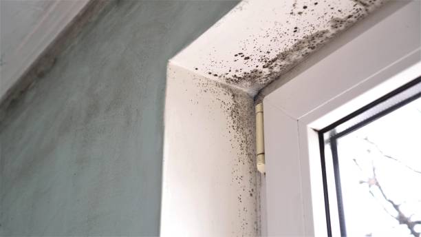 Best HVAC Mold Remediation in Kemmerer, WY