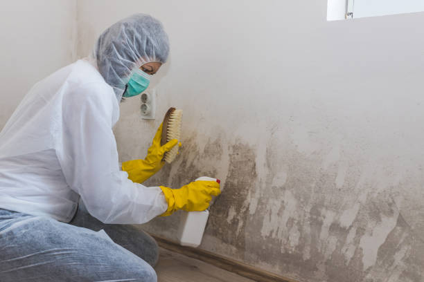 Best Post-Flood Mold Remediation in Kemmerer, WY