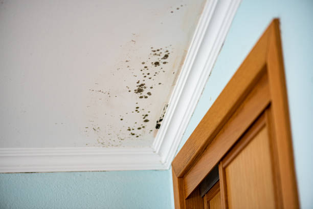 Best Insurance-Related Mold Remediation in Kemmerer, WY