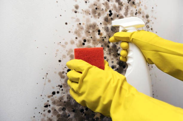 Best Basement Mold Remediation in Kemmerer, WY