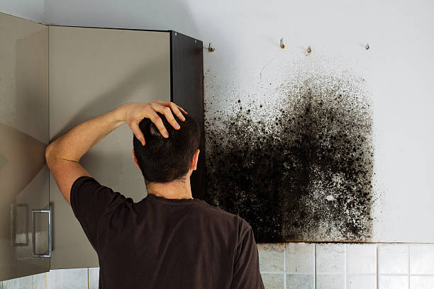Best Mold Remediation for Specific Building Types in Kemmerer, WY