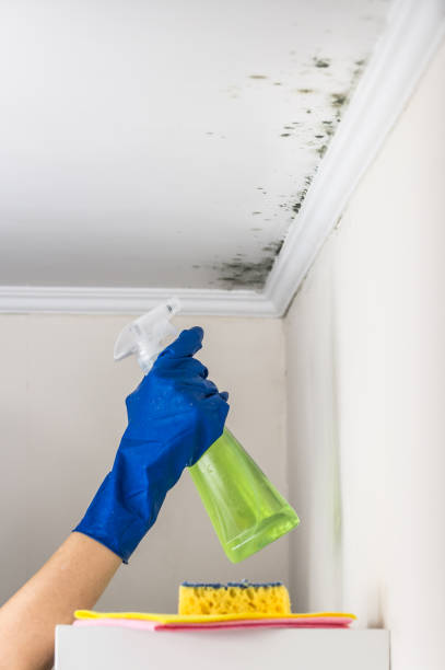 Best Crawl Space Mold Remediation in Kemmerer, WY